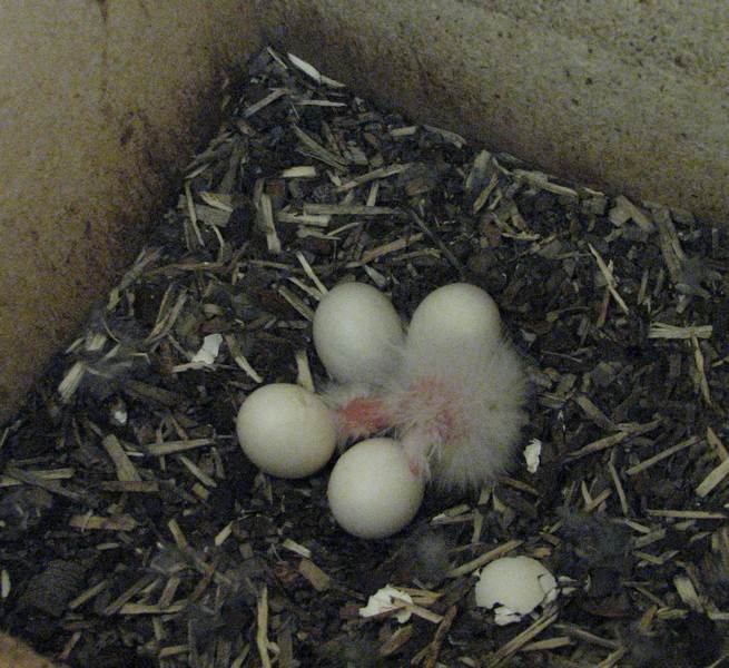 Eastern Rosella chick